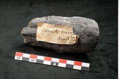 Foto (Seitenansicht) von Calamites communis Ettingshausen (NHMW-GEO-2024-0188-10960)